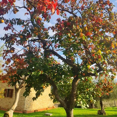 Collina Degli Ulivi Daire *