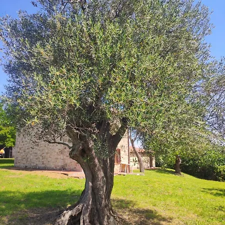 Daire Collina Degli Ulivi Sarteano
