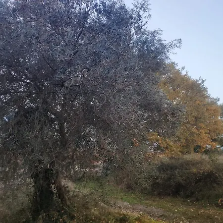 Collina Degli Ulivi * Sarteano