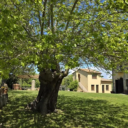 Collina Degli Ulivi Sarteano