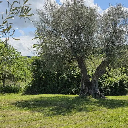 Collina Degli Ulivi Appartement Sarteano